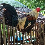 JBalili
