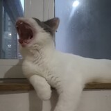 shagoudediandiandidi