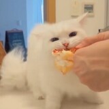 yimianmiemiemie
