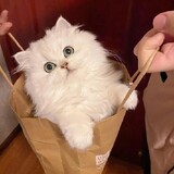 陈乐观同学