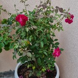 Beauty Of Nature 88