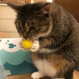 lvlvhuanghuanglvlv