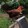 Scd Backyard