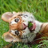 huxiao-miaowu