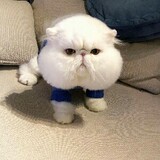 yiguochaofan