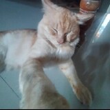 mim momo