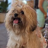 pekutt