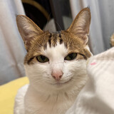 aowuyikouchidiaoni--