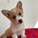 Mimolette Corgi