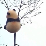 shigeduangong