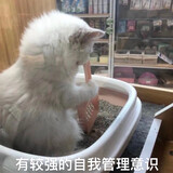 qizhewanzizhuidaodan