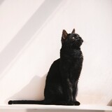 ziyou1