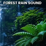 forest rain sound