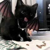 kittywink00