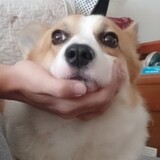 sizhongyunlv