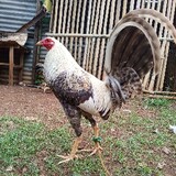 JDQ Gamefowl