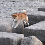 ryukororo