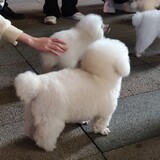qingfanghao