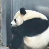 lanxigelu