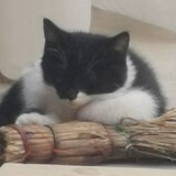 caibushicaibushichai