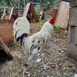 Triple R Backyard