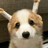 boluo_haochide