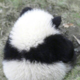 xiaoxiaoxiongfiona