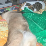 พี่ฉาบน้องโบนัส