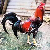 Jenk Aranco