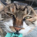 buzhidaojiaoshenmebi