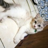 PraFira