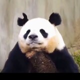 cunzhangjieshuoyixia