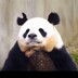 cunzhangjieshuoyixia