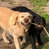 duoduolabuladuoduo