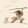 xihonghongya