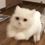 wuyudezhu-
