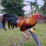boss pute