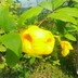 FahamidFahim
