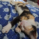 sialannn