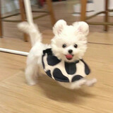 puppyplanet