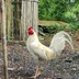 A.C.E GameYard