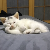 erguotoushizhi___