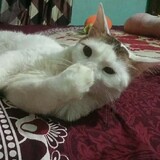 Kuky Cute Cat