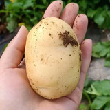 yigemaitudoudepangzi