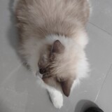 pijiucaomeijishi
