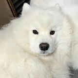 yigecaojidashuaige