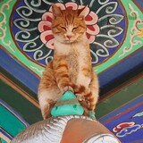 shamoyucun