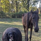 หมาดูดม้า