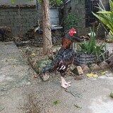 Al syed pets