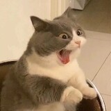 qiongaaqiongaaqionga